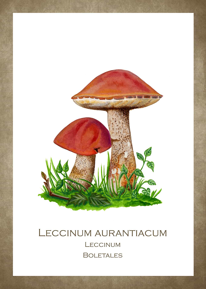 Red poplar bolete painting