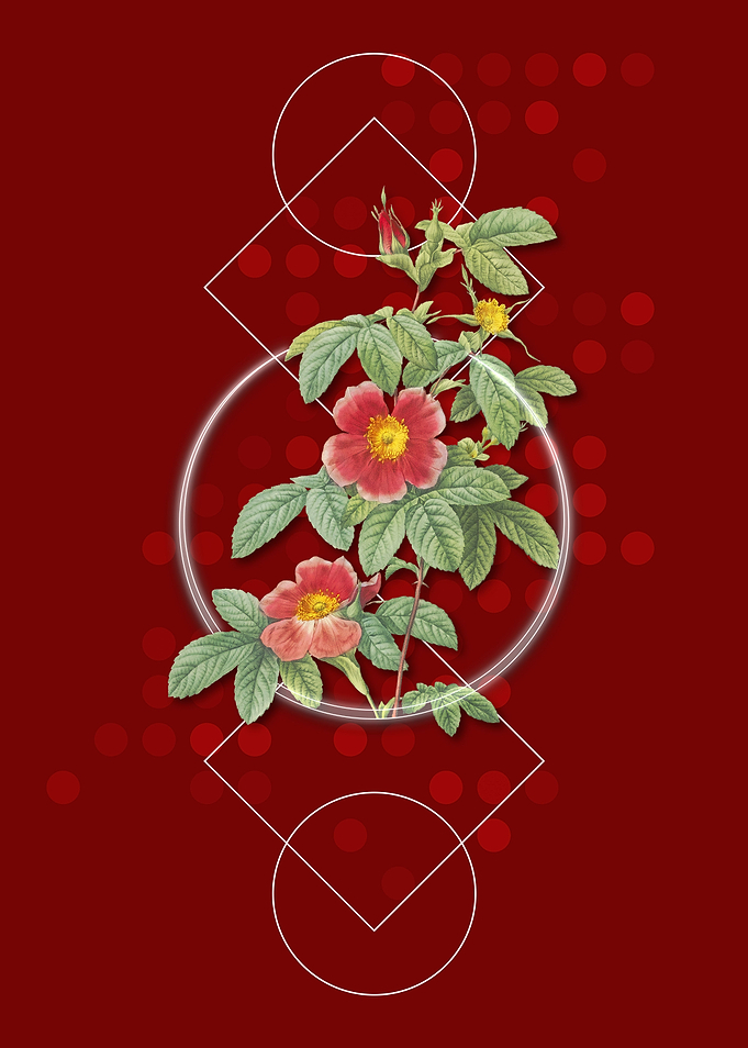 Vintage Single May Rose