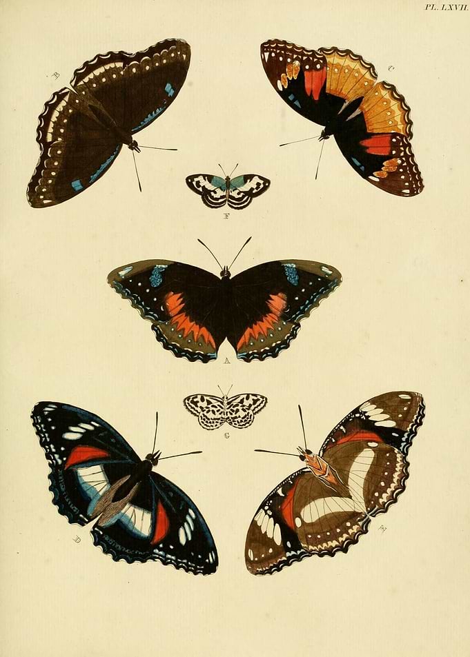 Butterfly Vintage