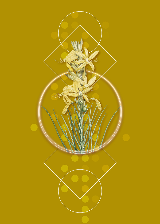 Vintage Yellow Asphodel