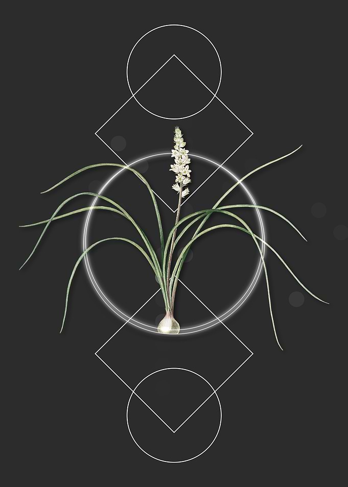 Lachenalia Angustifolia