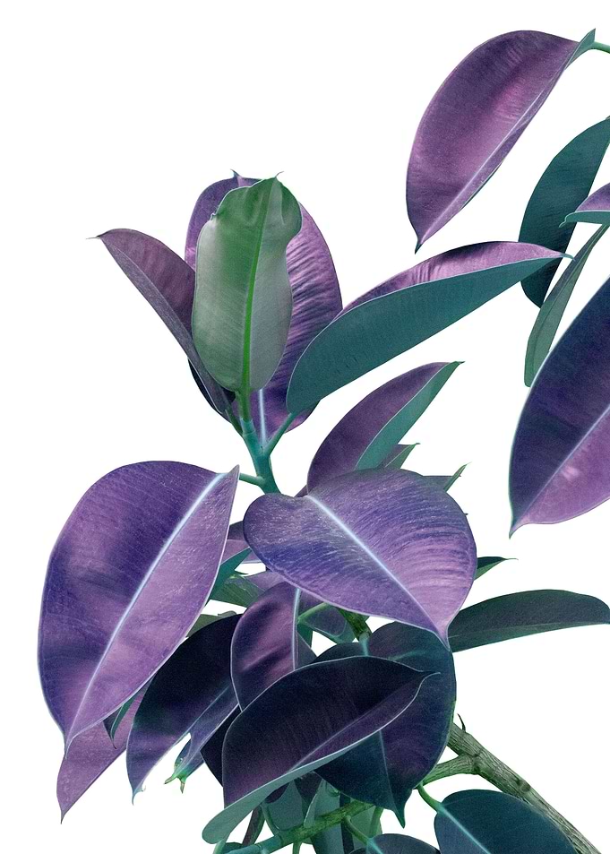 Ficus Elastica Glam 2