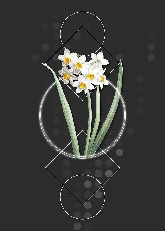 Narcissus Easter Flower