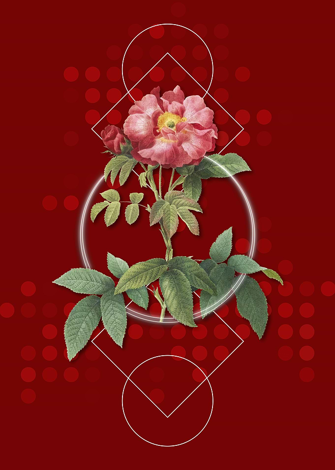 Vintage Red Provence Rose