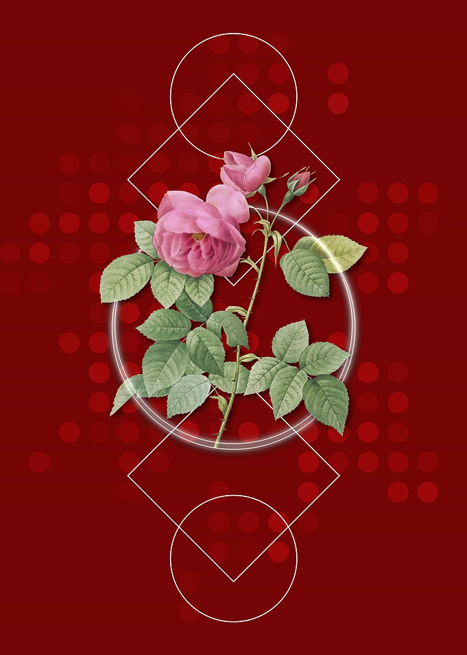 Vintage Pink Bourbon Roses