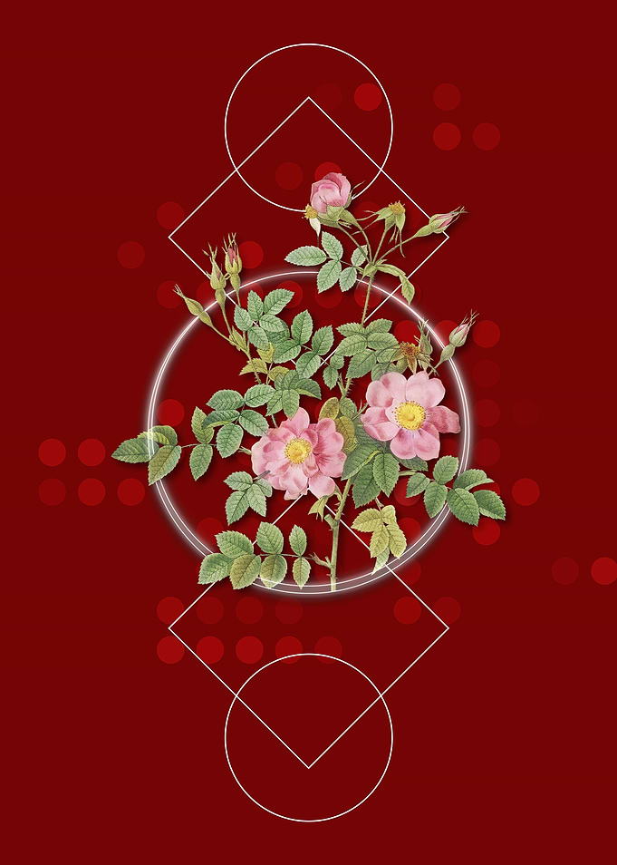Vintage Pink Rosebush