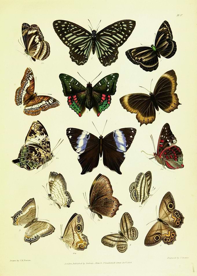 Butterfly Vintage