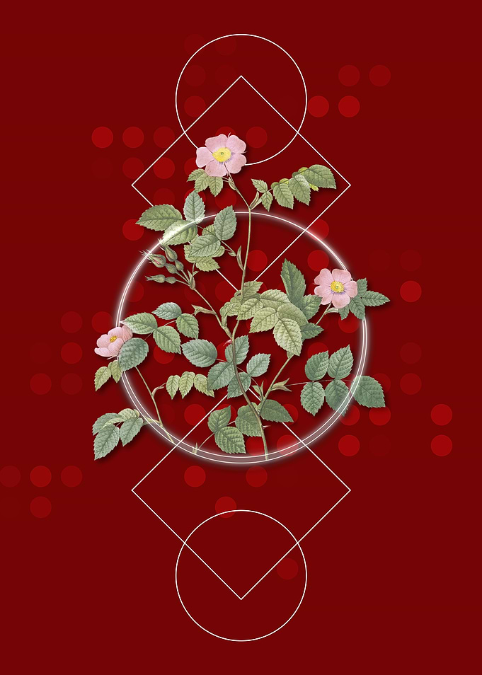 Vintage Sweetbriar Rose