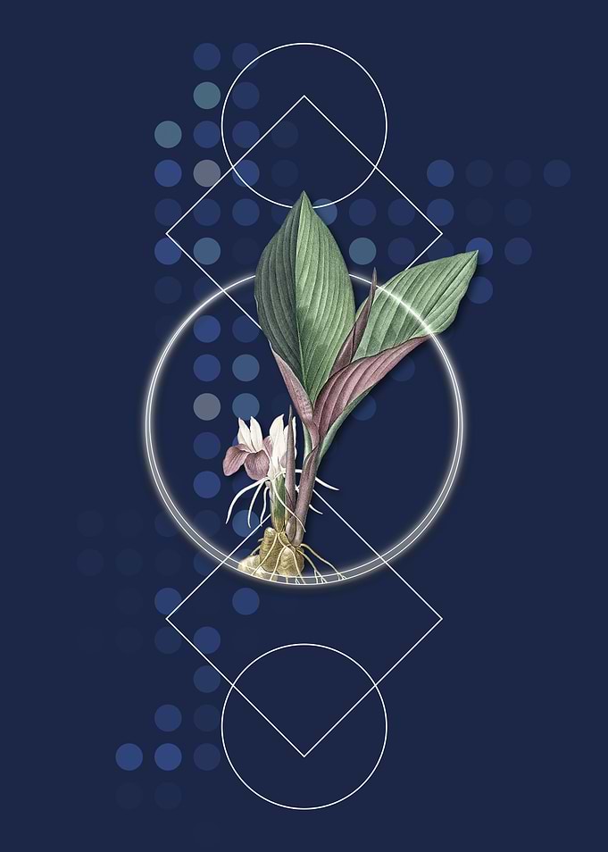 Koemferia Longa Flower
