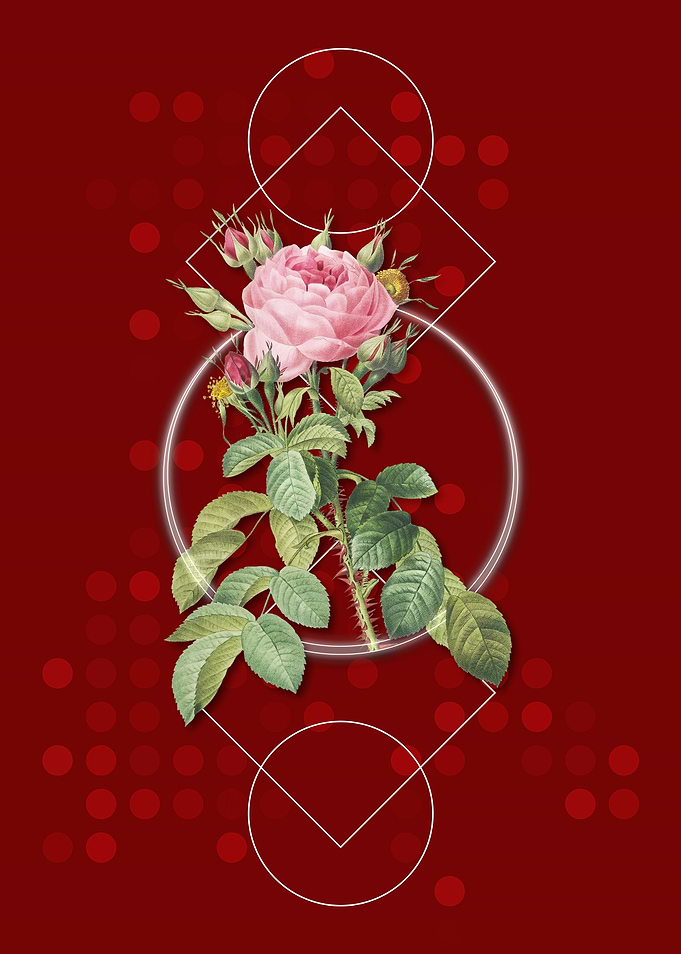Vintage Four Seasons Rose