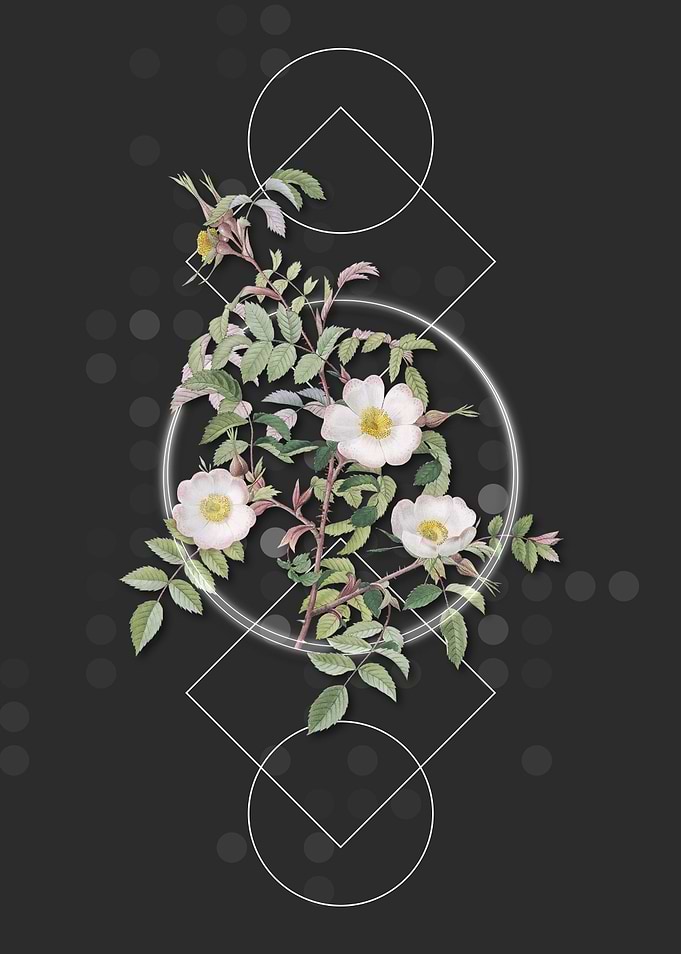 Vintage Reddish Rosebush