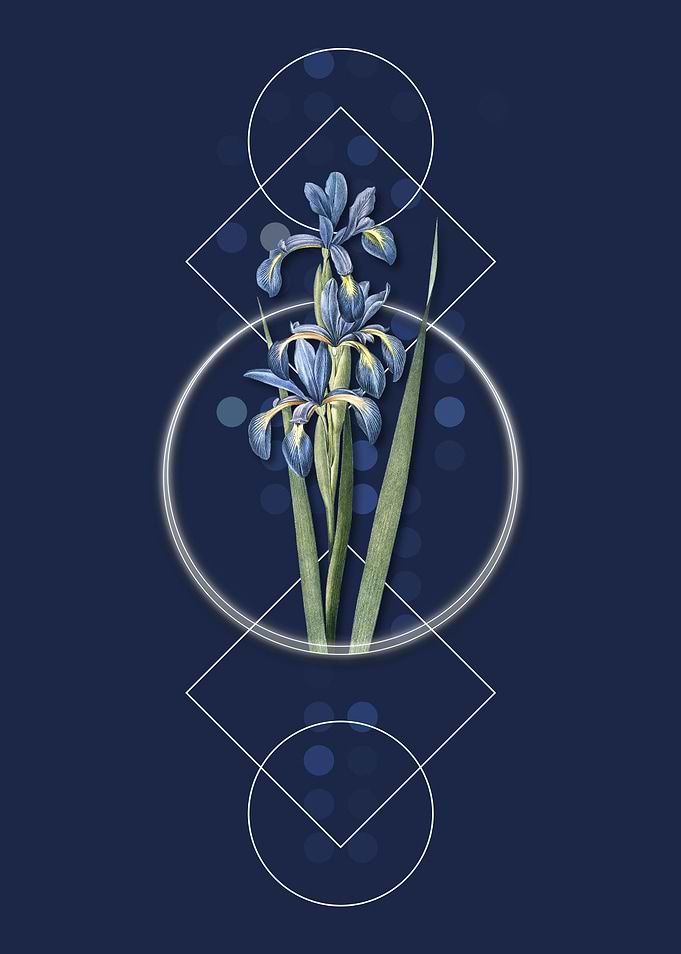 Vintage Blue Iris Flower