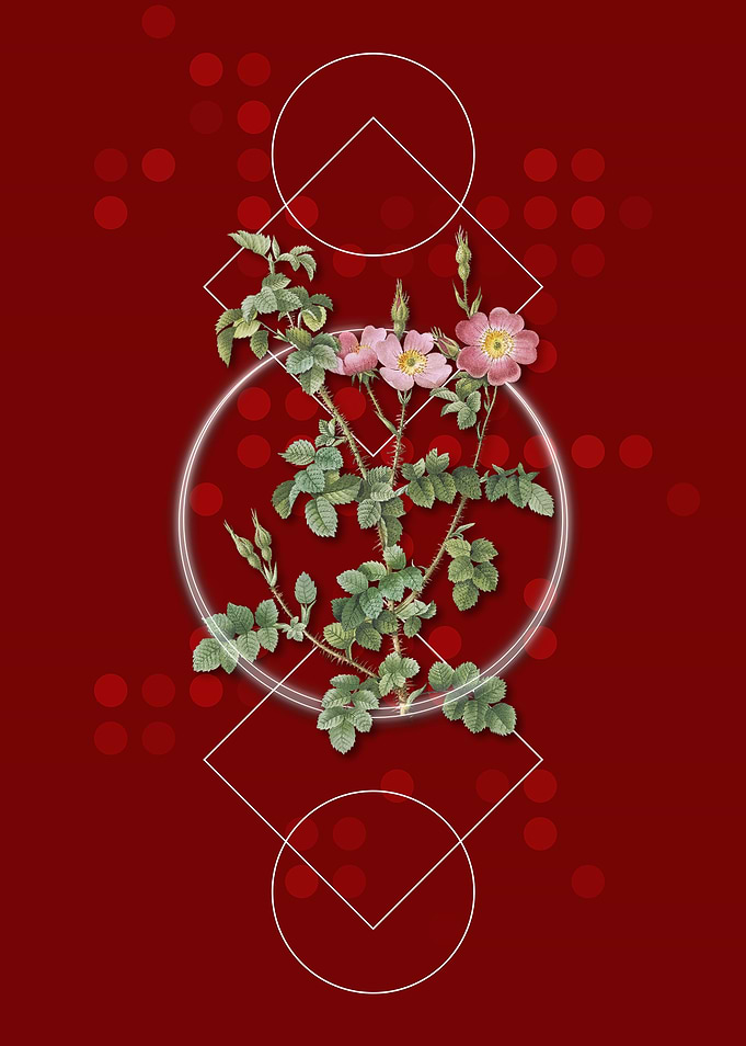 Prickly Sweetbriar Rose