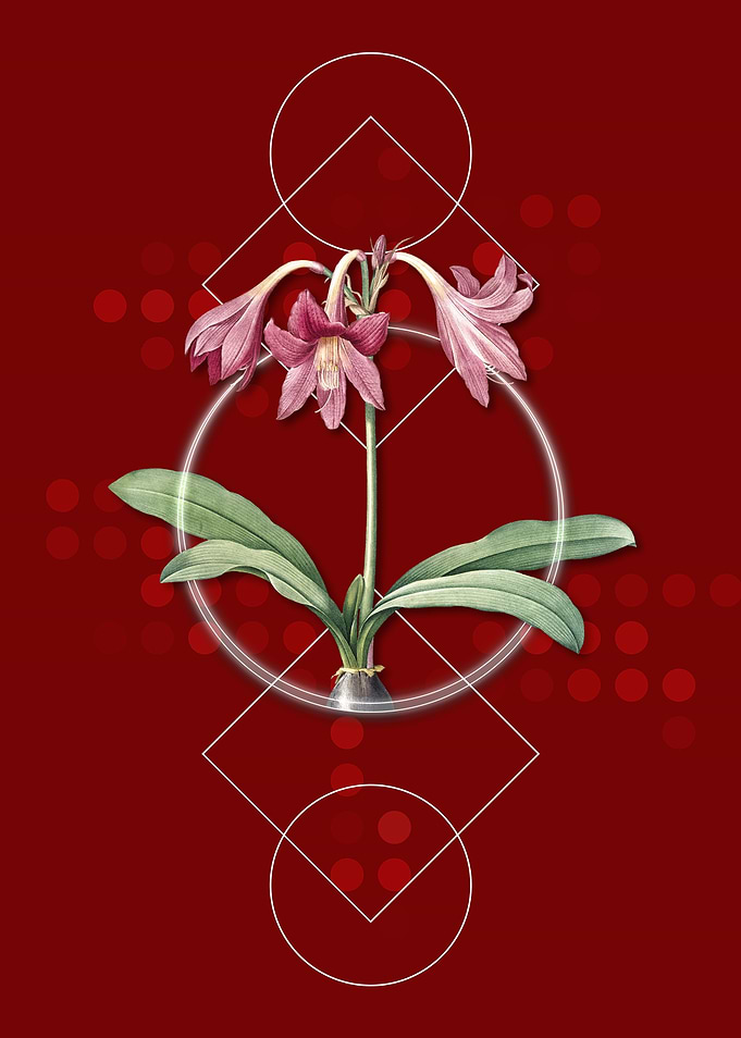 Netted Veined Amaryllis