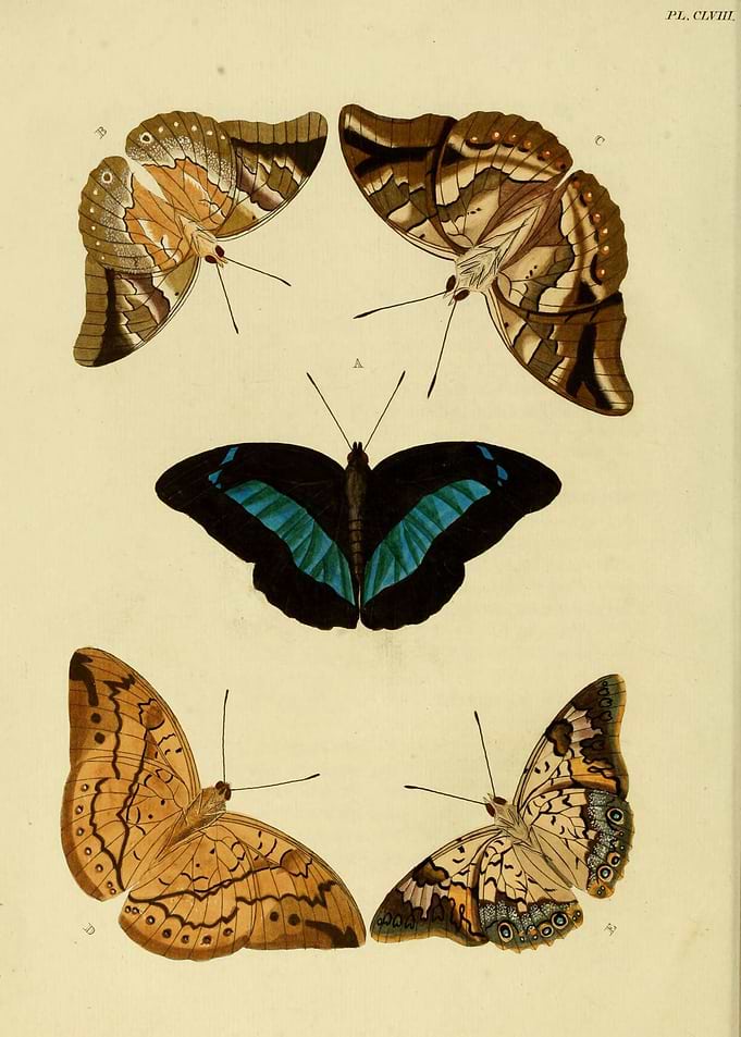 Butterfly Vintage