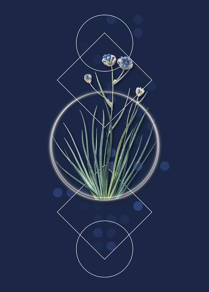 Vintage Blue Corn Lily