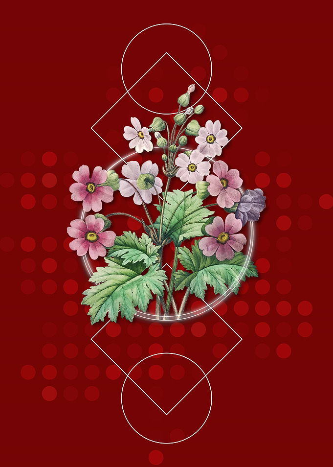 Vintage Chinese Primrose