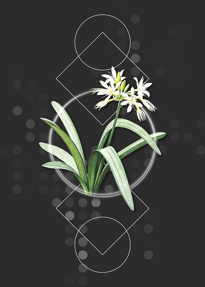 Pancratium Illyricum