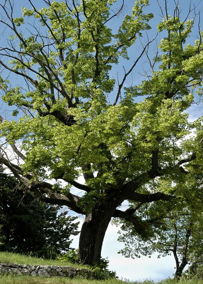 Tree on a hill
