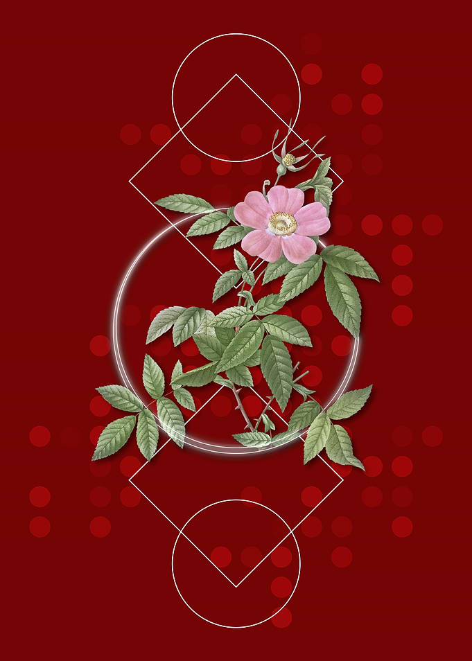 Retro Pink Boursault Rose