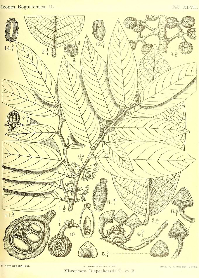 Mitrephora Diepenhorstii