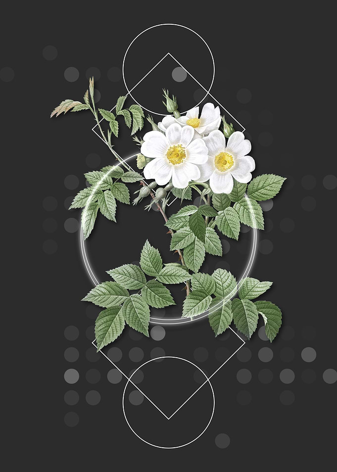 Vintage White Rosebush
