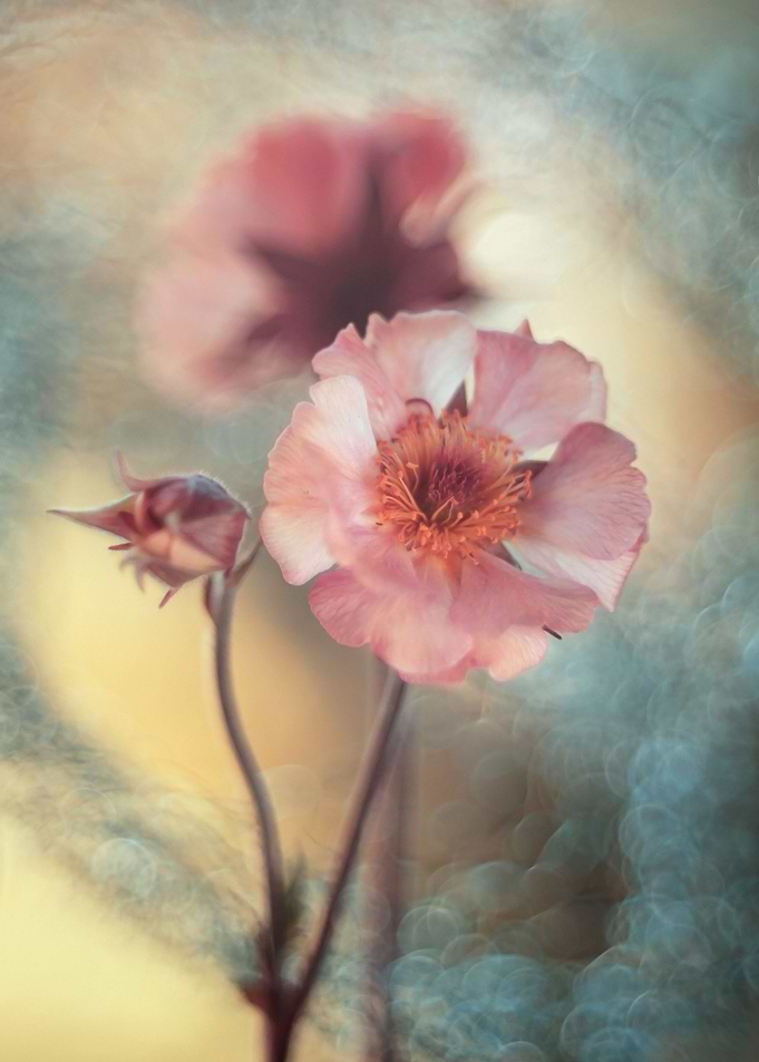 Floral composition