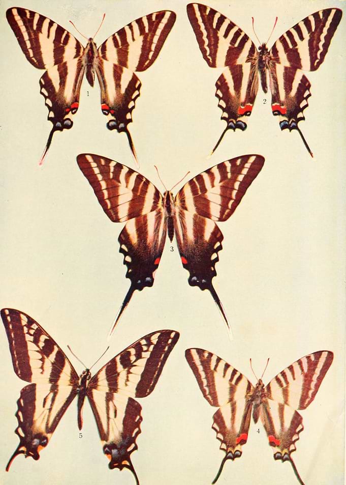 Butterfly Vintage