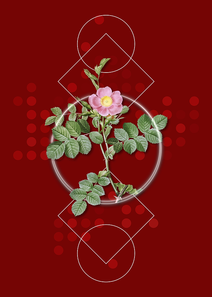 Pink Sweetbriar Rose
