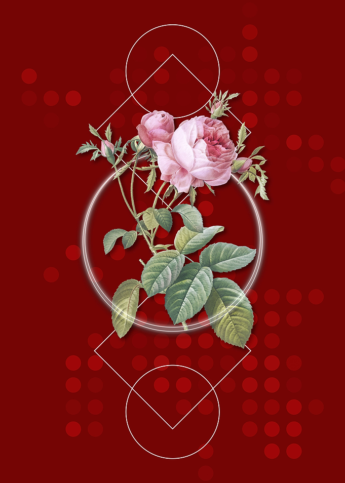 Vintage Pink Cabbage Rose