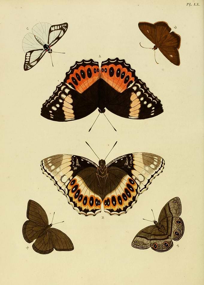 Butterfly Vintage