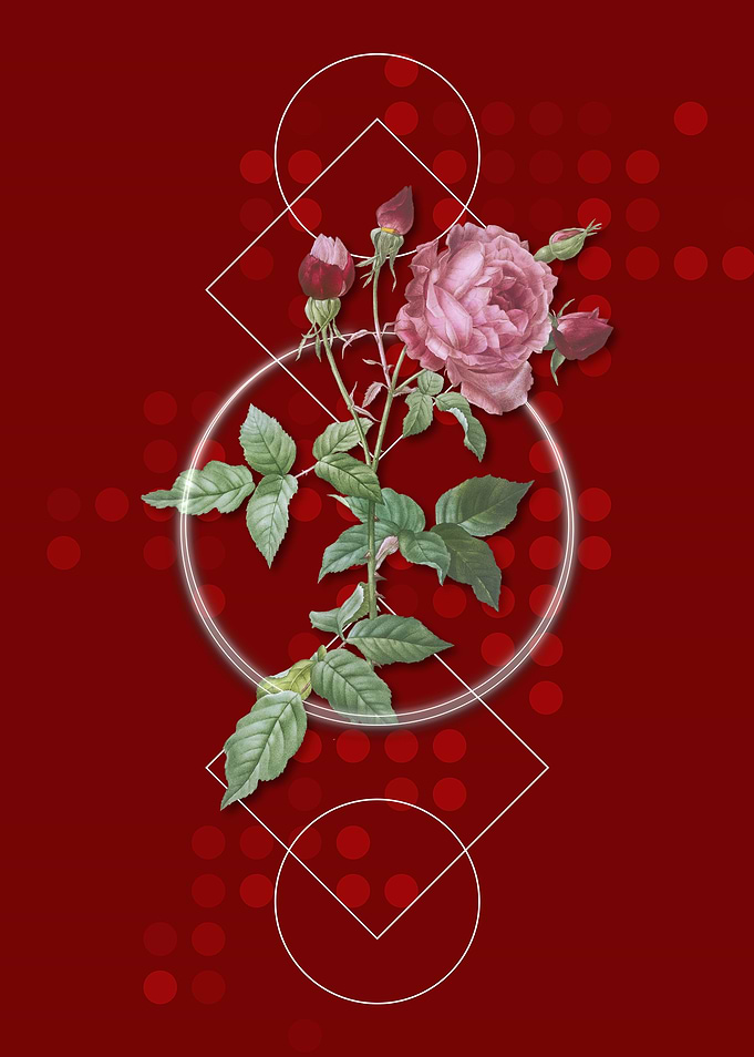 Vintage Provence Rose