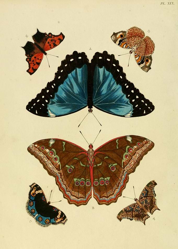 Butterfly Vintage