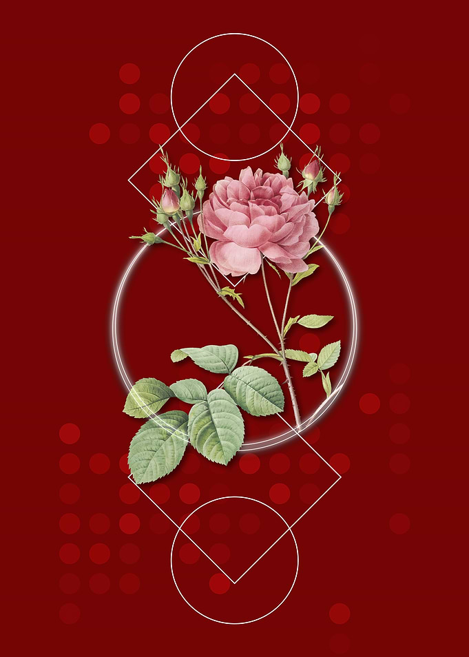 Retro Pink Cumberland Rose