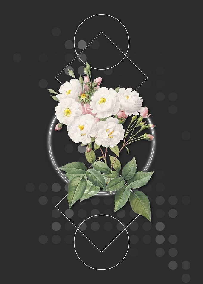 Vintage Noisette Roses