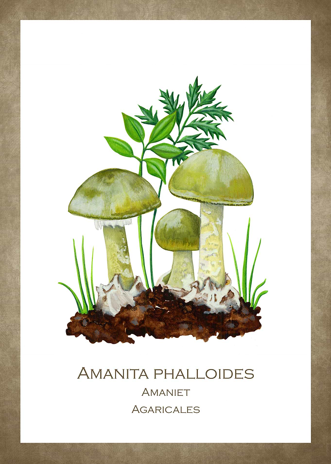 Green tuber amanita