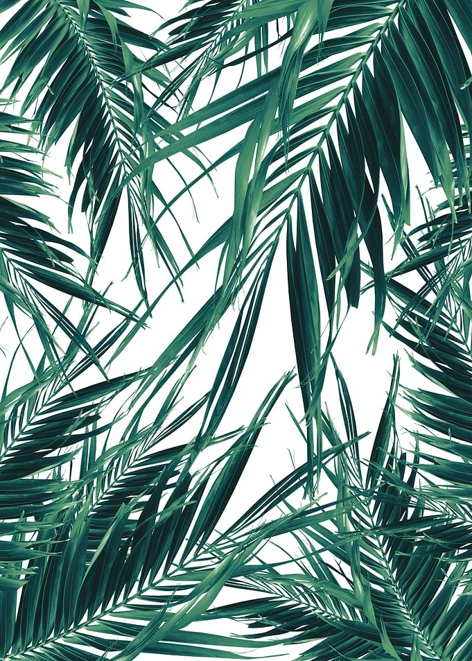 Palm Leaves Jungle Cali 3