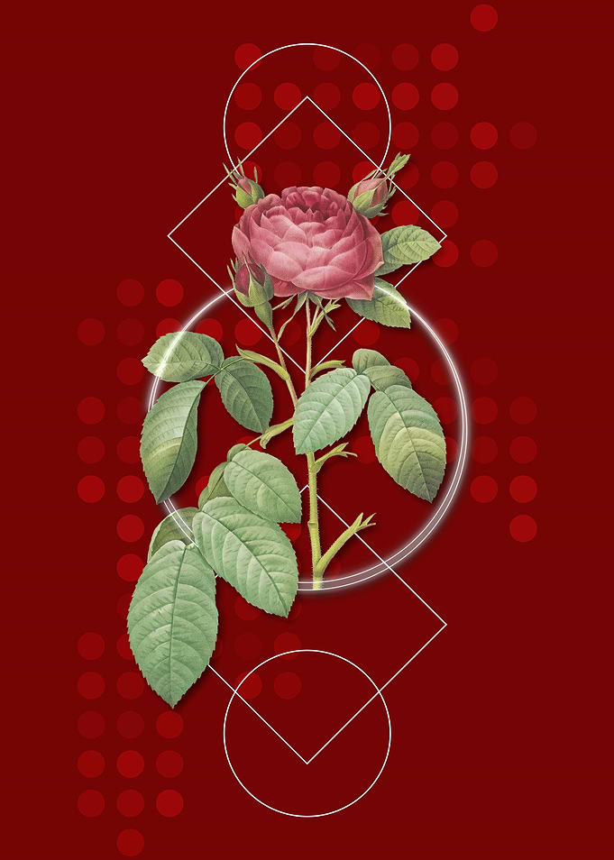 Vintage Red Gallic Rose