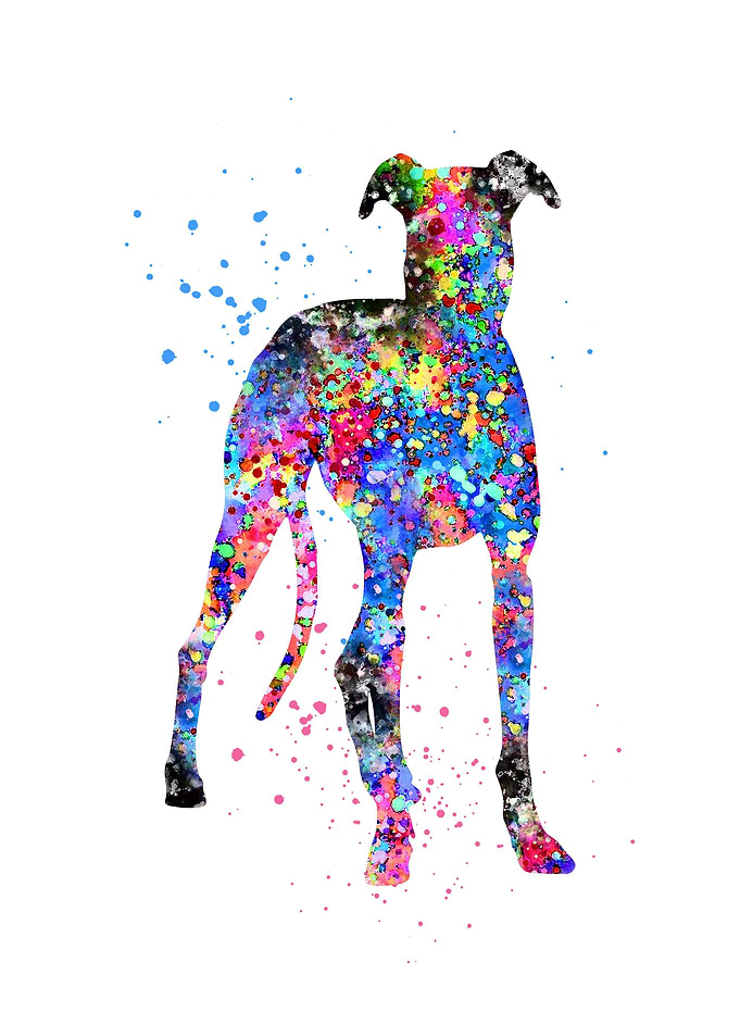 Vizsla