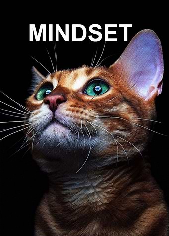 cute cat