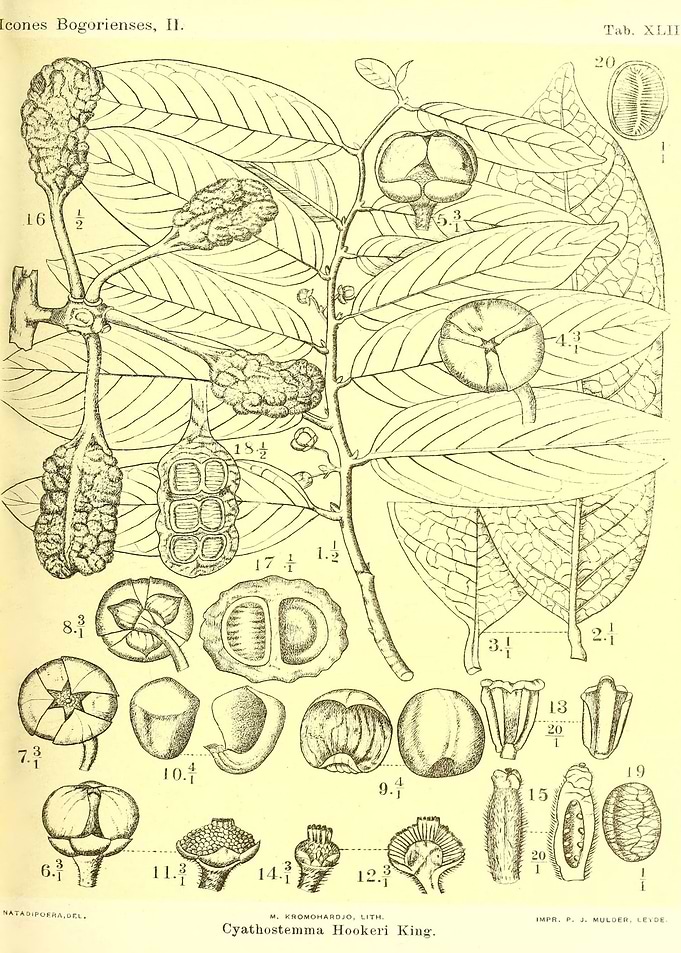Cyathostemma Hookeri King