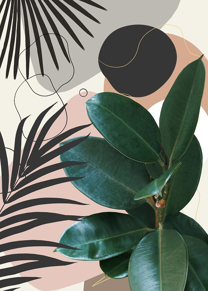 Ficus Elastica Fan Palm 1