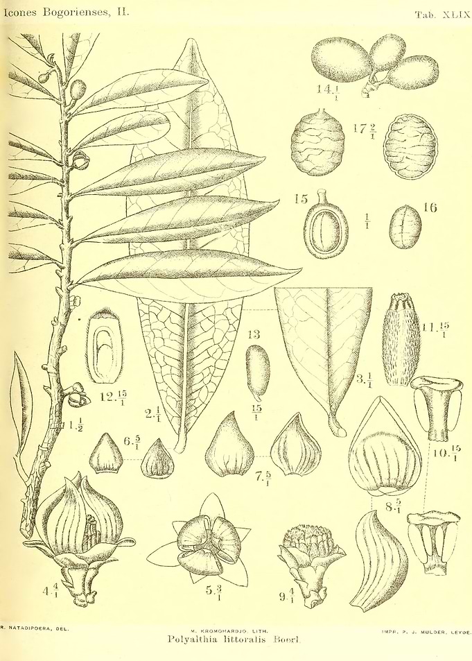 Polyalthia Littoralis