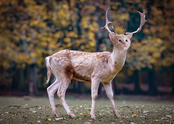 Cat head with deer body