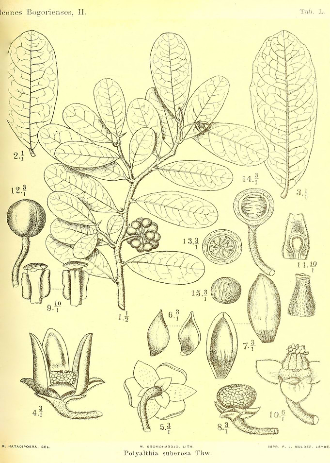Polyalthia suberosa