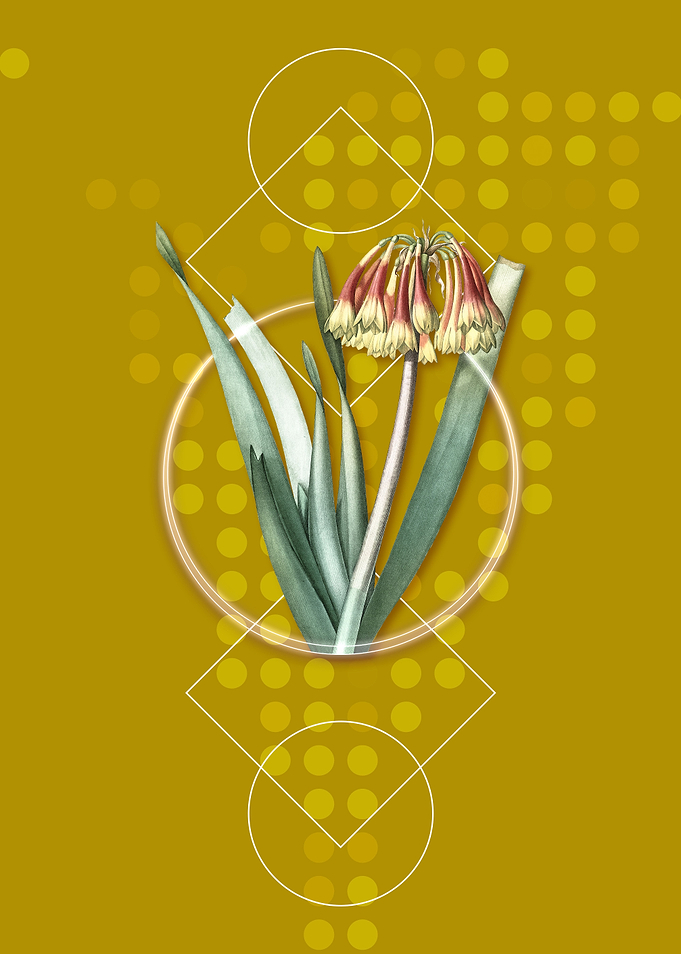 Vintage Knysna Lily Flower