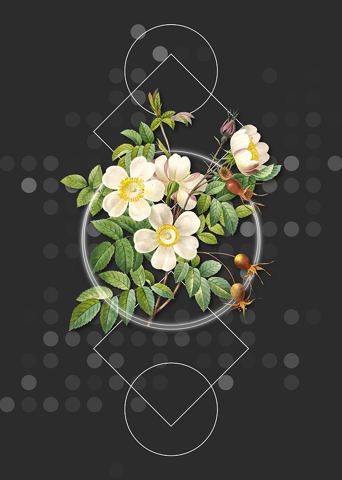 White Candolle Rose Flower