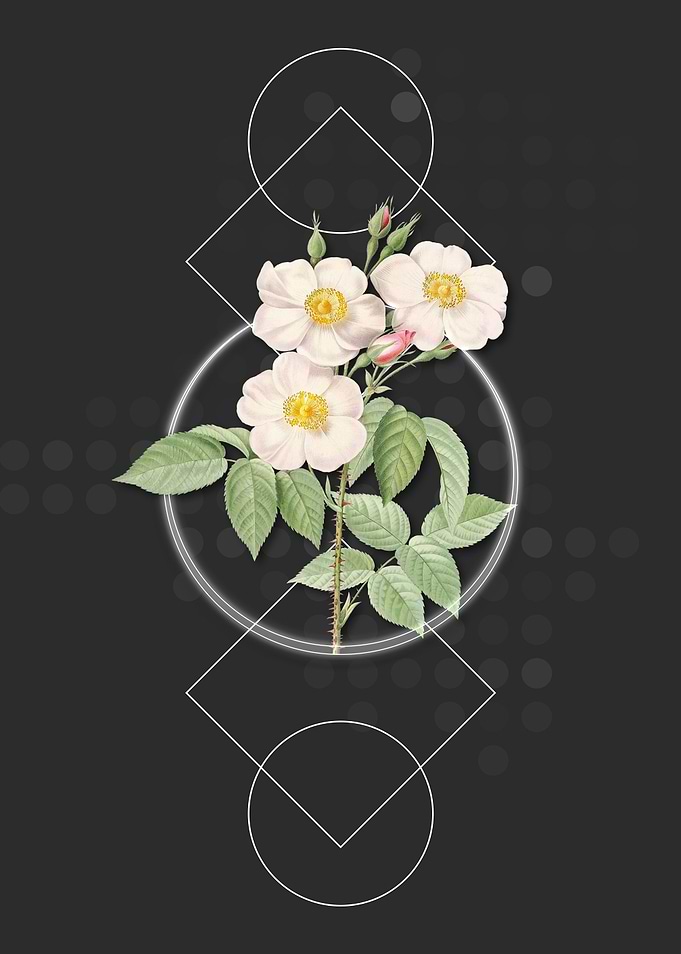 Vintage Rose of Castile