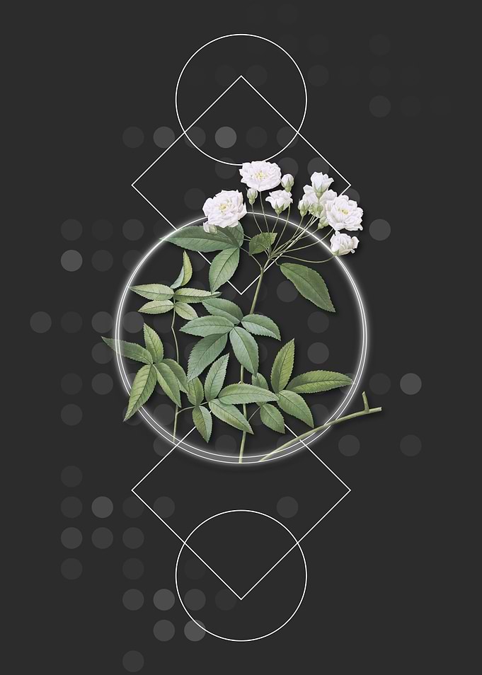Vintage Lady Banks Rose