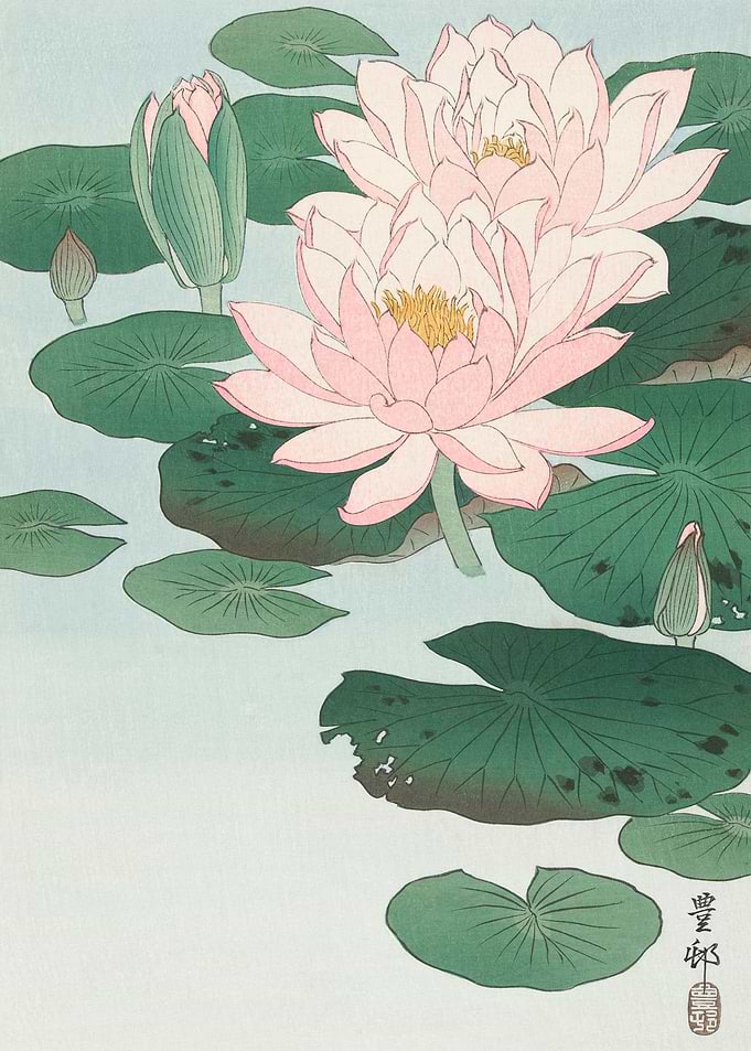Shinhanga Water Lily